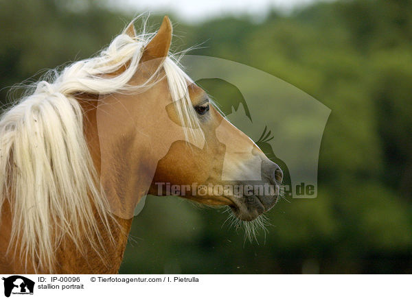 Haflinger Hengst Portrait / stallion portrait / IP-00096