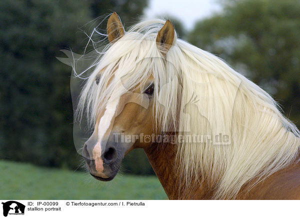 Haflinger Hengst Portrait / stallion portrait / IP-00099