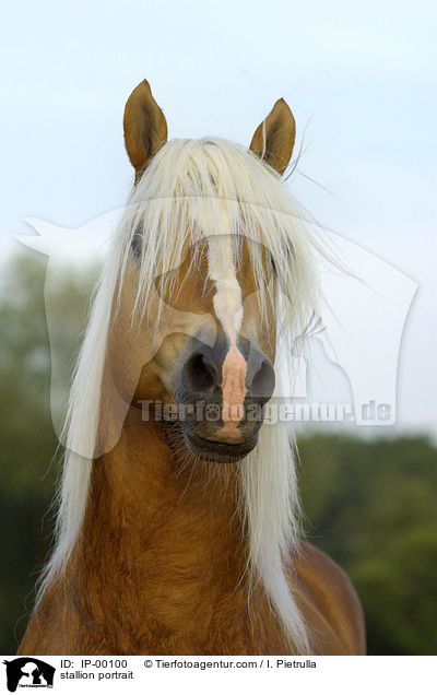 Haflinger Hengst Portrait / stallion portrait / IP-00100