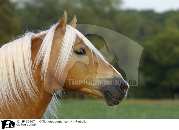 stallion portrait / IP-00107