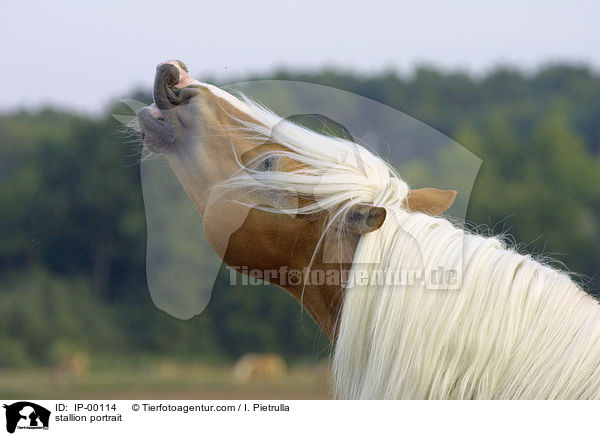 stallion portrait / IP-00114