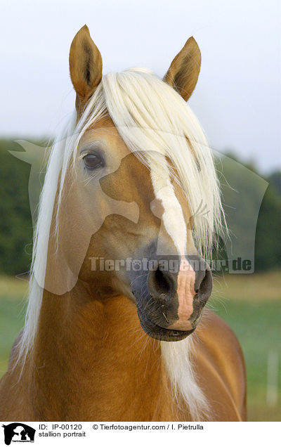 stallion portrait / IP-00120