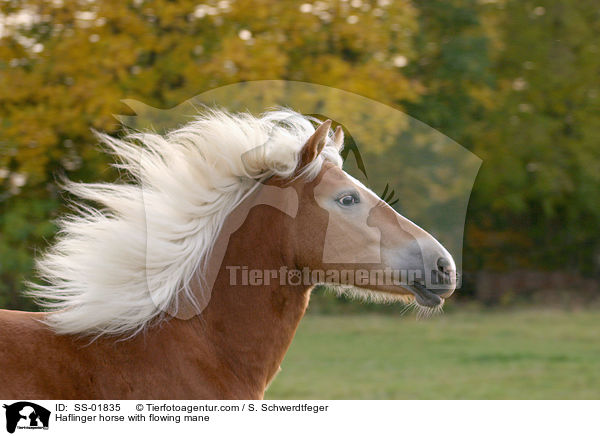 Haflinger horse with flowing mane / SS-01835