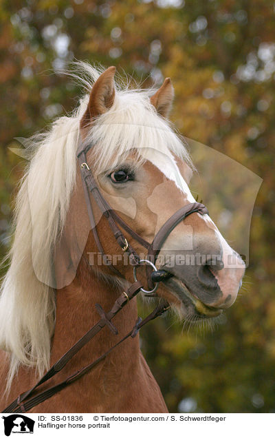 Haflinger horse portrait / SS-01836