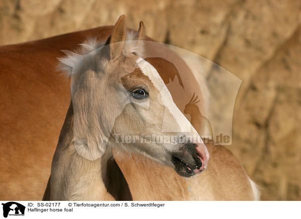 Haflinger horse foal / SS-02177