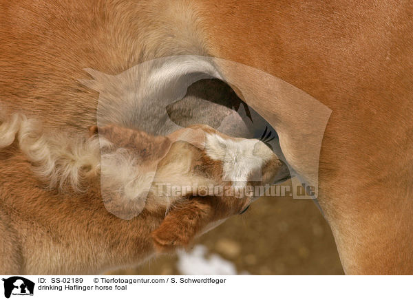 drinking Haflinger horse foal / SS-02189