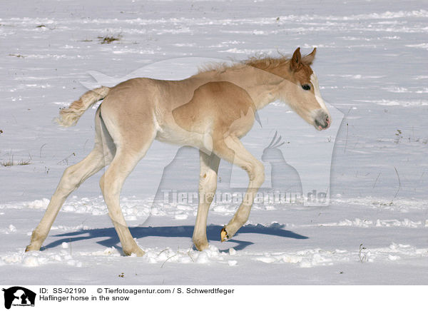Haflinger horse in the snow / SS-02190