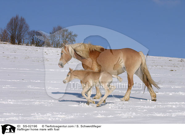 Haflinger horse mare with foal / SS-02196