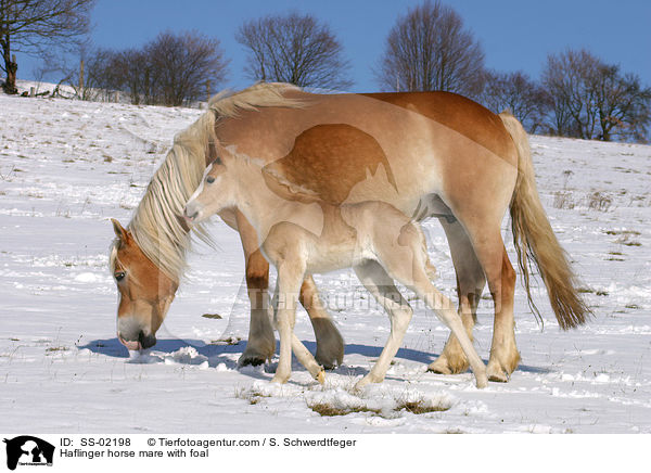 Haflinger horse mare with foal / SS-02198
