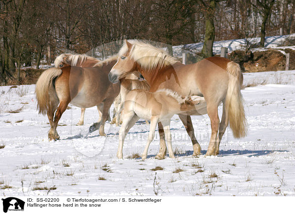 Haflinger horse herd in the snow / SS-02200