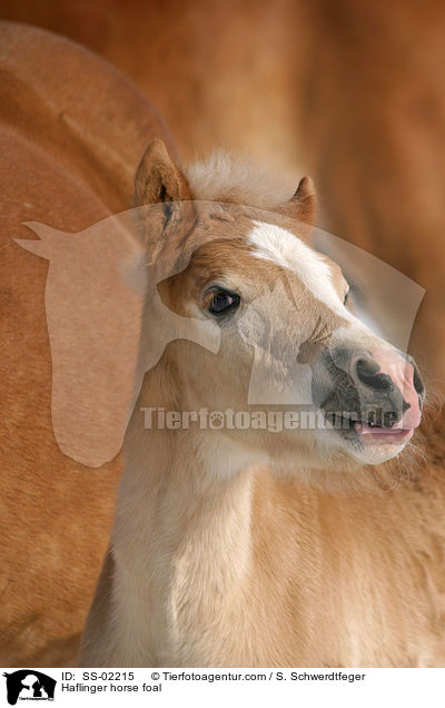 Haflinger horse foal / SS-02215
