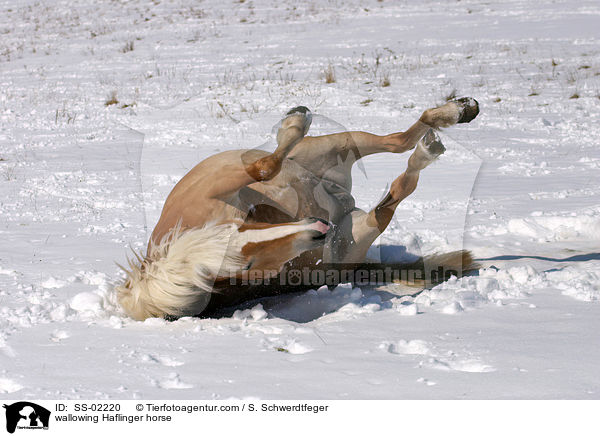 wallowing Haflinger horse / SS-02220