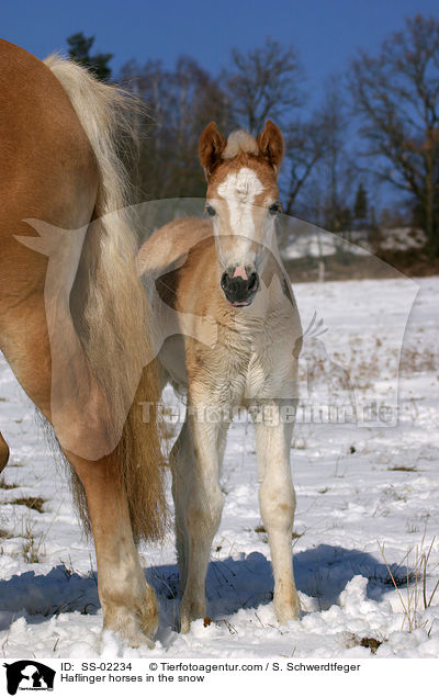 Haflinger horses in the snow / SS-02234