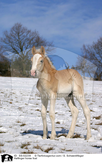 Haflinger horse foal / SS-02239