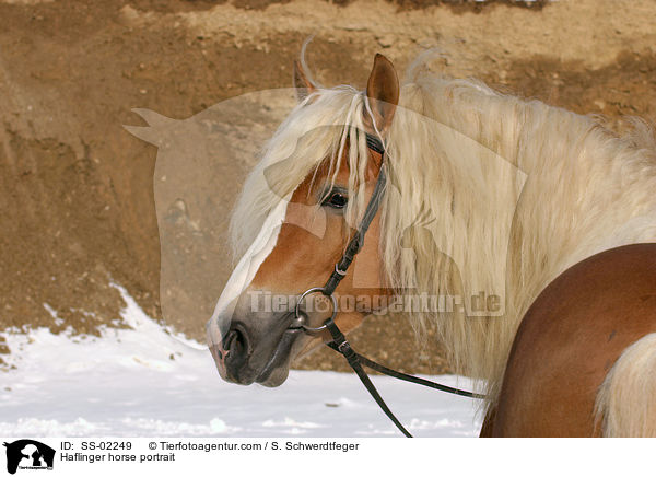 Haflinger horse portrait / SS-02249