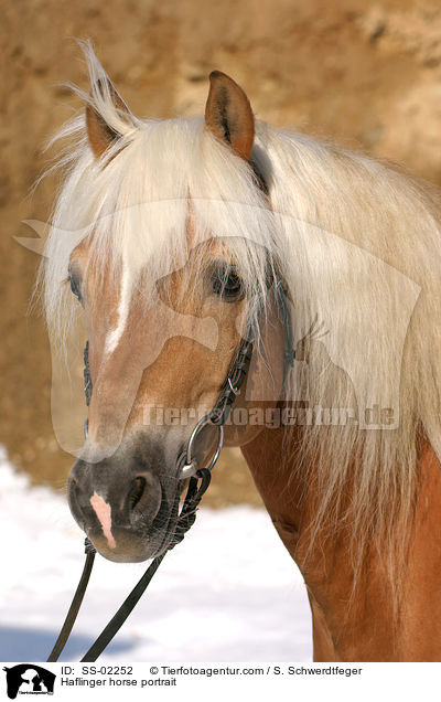 Haflinger horse portrait / SS-02252