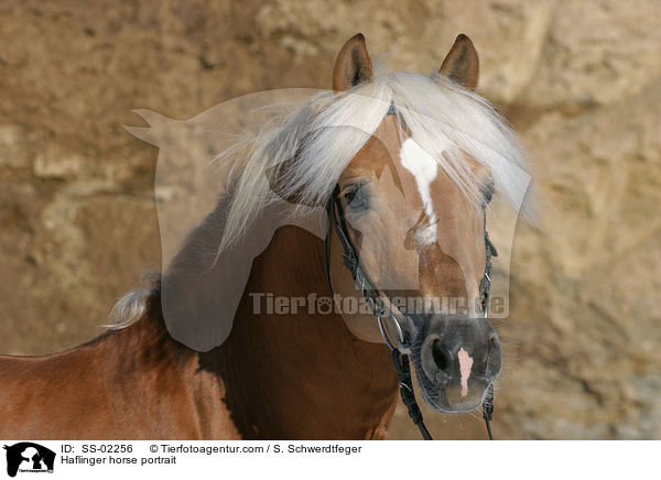Haflinger horse portrait / SS-02256