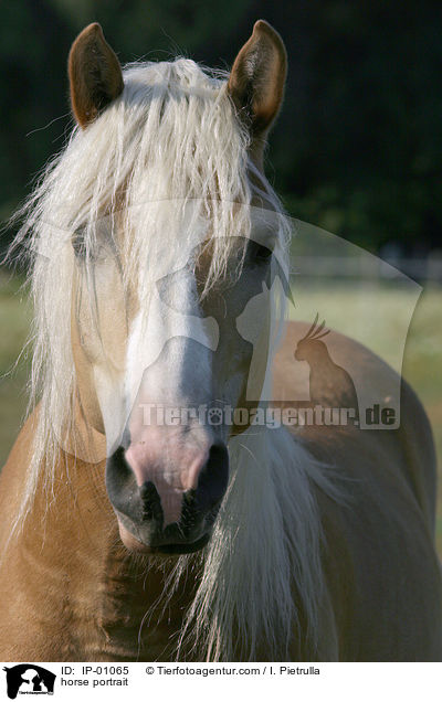 horse portrait / IP-01065