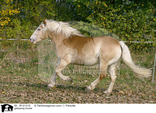 Haflinger im Galopp / galoping horse / IP-01315