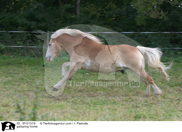Haflinger im Galopp / galoping horse / IP-01319