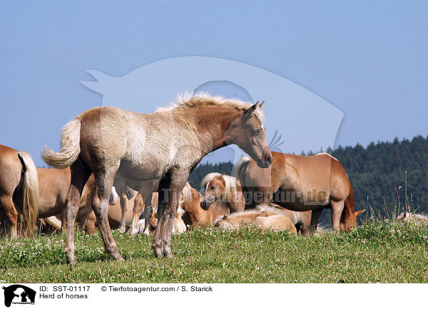 Herd of horses / SST-01117