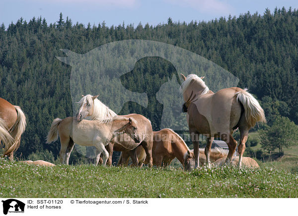 Herd of horses / SST-01120