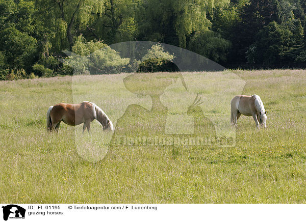 grazing horses / FL-01195