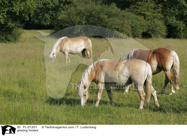 grazing horses / FL-01201