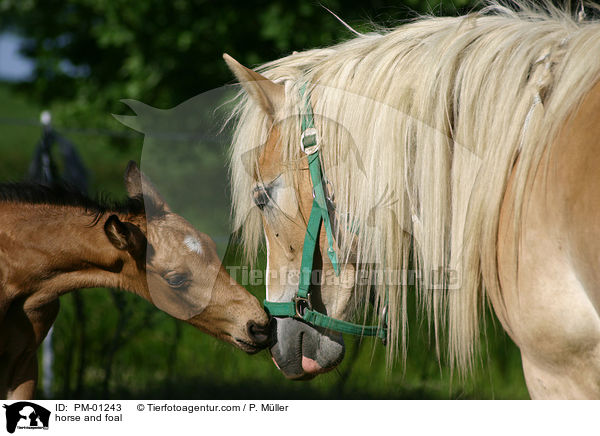horse and foal / PM-01243