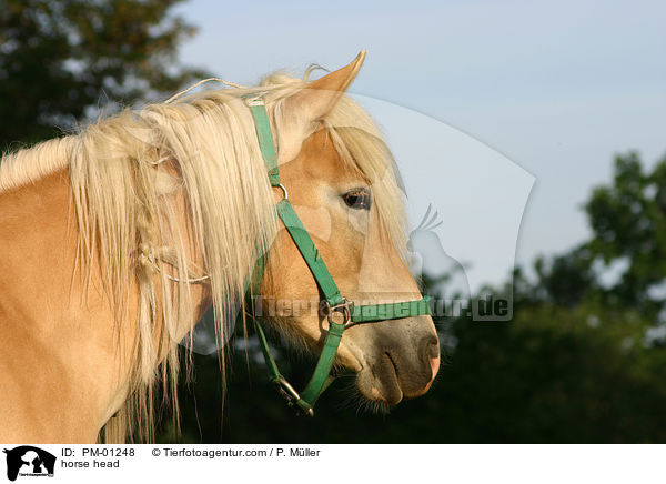 horse head / PM-01248