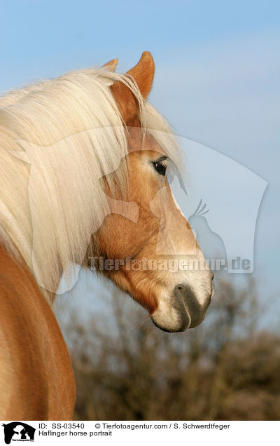 Haflinger horse portrait / SS-03540