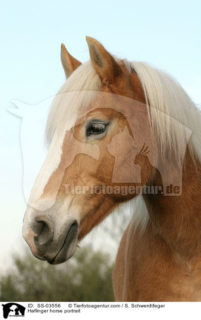 Haflinger horse portrait / SS-03556