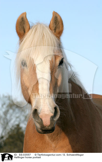 Haflinger horse portrait / SS-03557