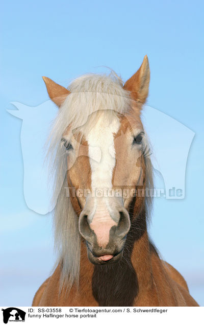 funny Haflinger horse portrait / SS-03558