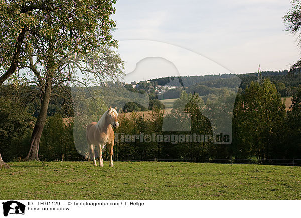 horse on meadow / TH-01129