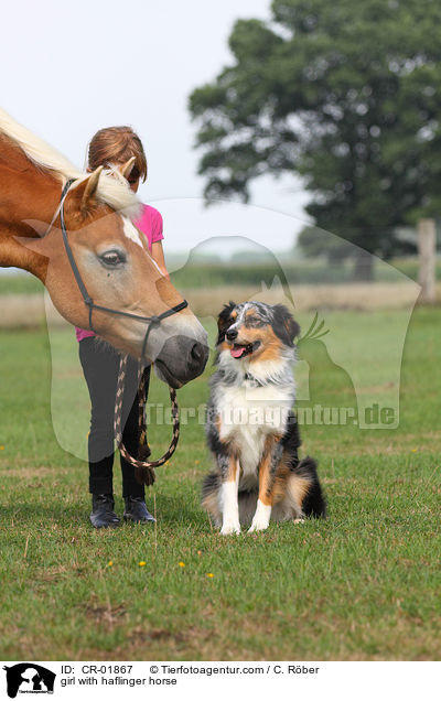 girl with haflinger horse / CR-01867