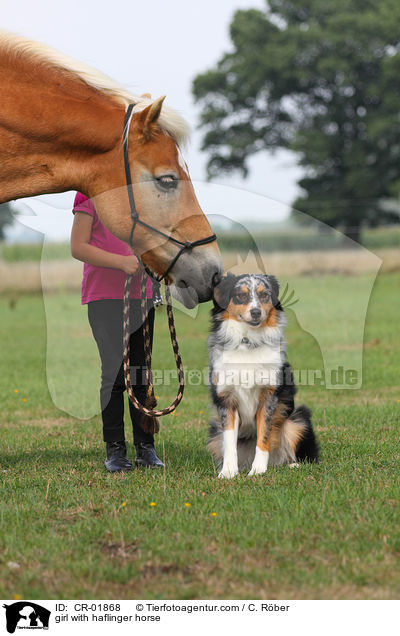 girl with haflinger horse / CR-01868