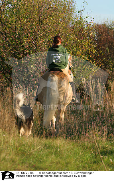 woman rides haflinger horse and is followed by a dog / SS-22408
