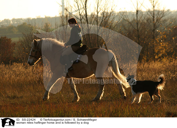woman rides haflinger horse and is followed by a dog / SS-22424