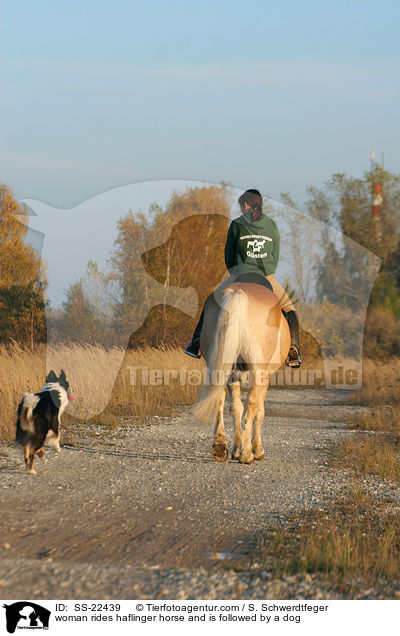 woman rides haflinger horse and is followed by a dog / SS-22439
