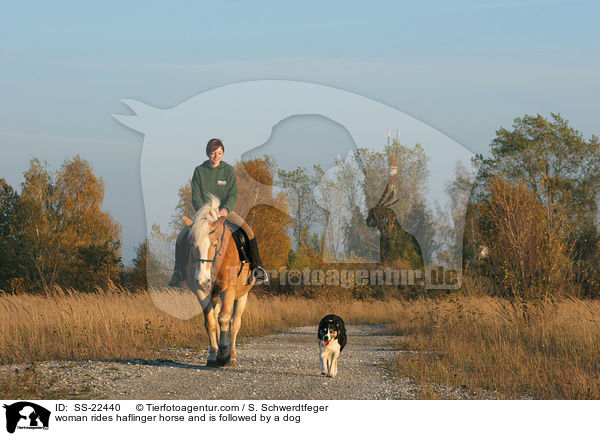 woman rides haflinger horse and is followed by a dog / SS-22440