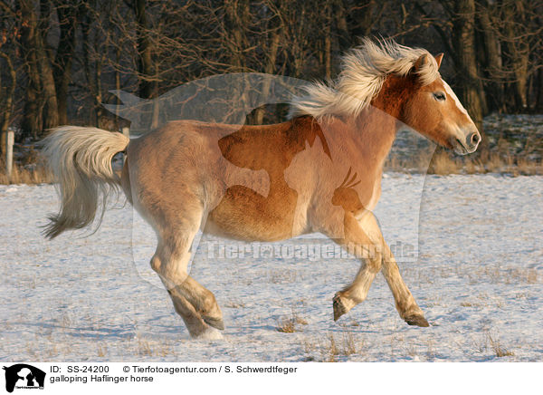 galloping Haflinger horse / SS-24200