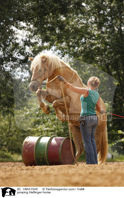 jumping Haflinger horse / VM-01545