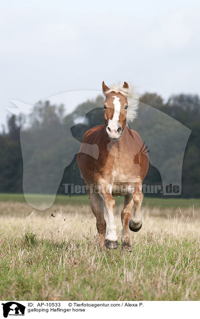 galloping Haflinger horse / AP-10533