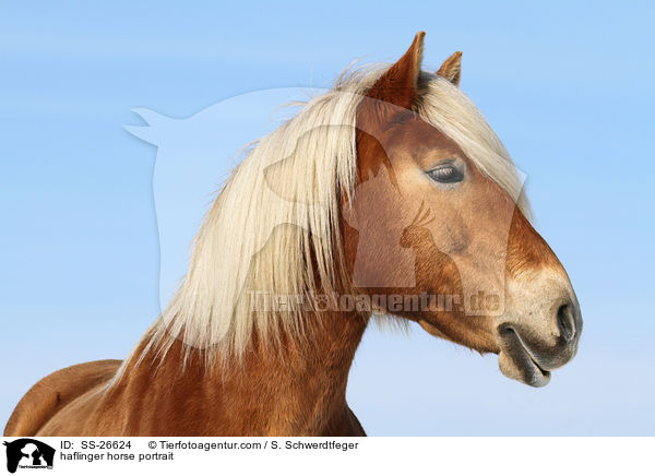 haflinger horse portrait / SS-26624