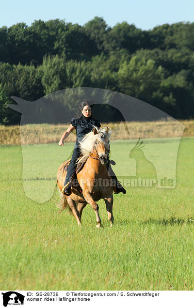 woman rides Haflinger horse / SS-28739
