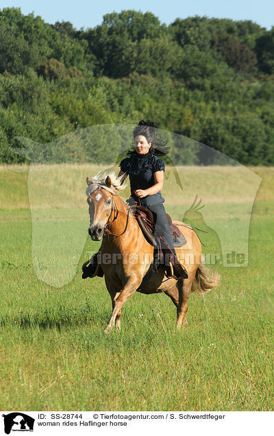 woman rides Haflinger horse / SS-28744