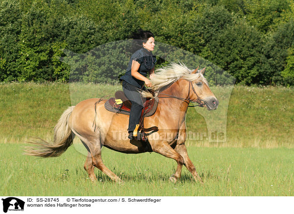 woman rides Haflinger horse / SS-28745