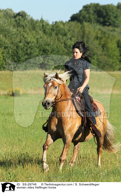 woman rides Haflinger horse / SS-28746
