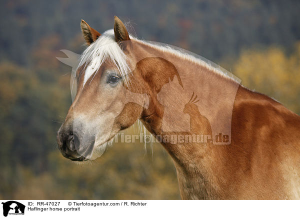 Haflinger horse portrait / RR-47027